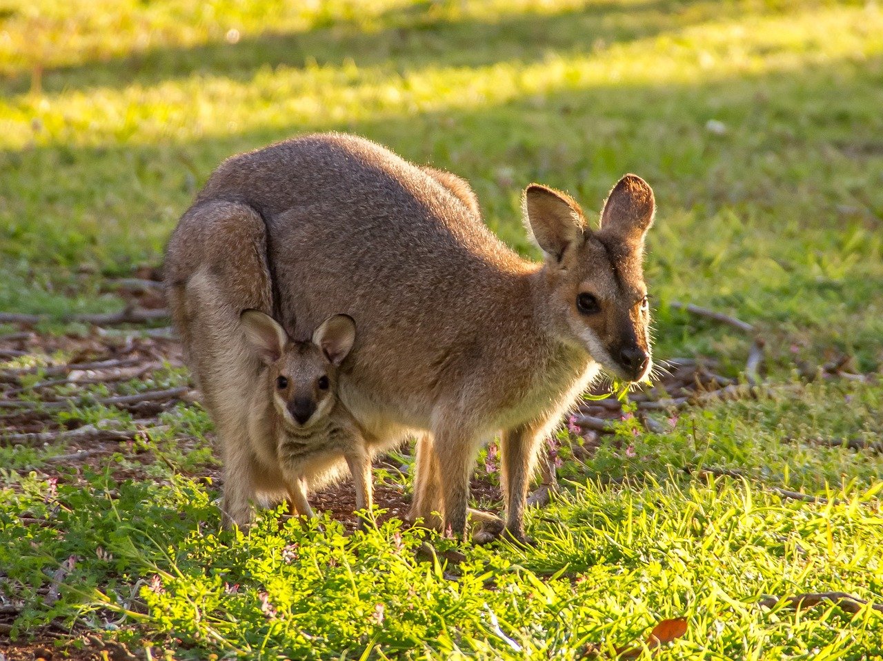 Cancer: The Nurturing Kangaroo (image credits: pixabay)