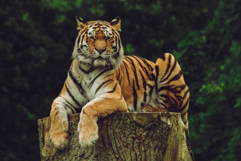 Leo: The Majestic Tiger