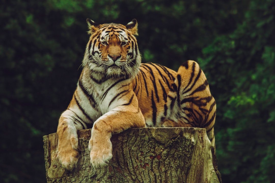 Leo: The Majestic Tiger (image credits: unsplash)