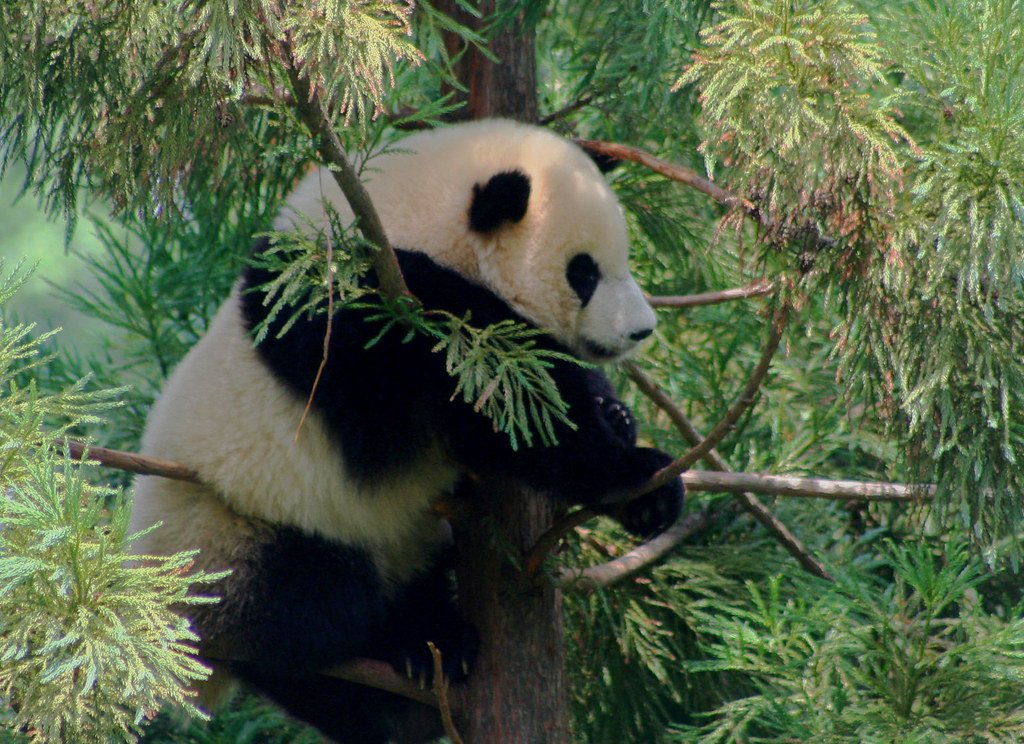 Libra: The Harmonious Panda (image credits: flickr)