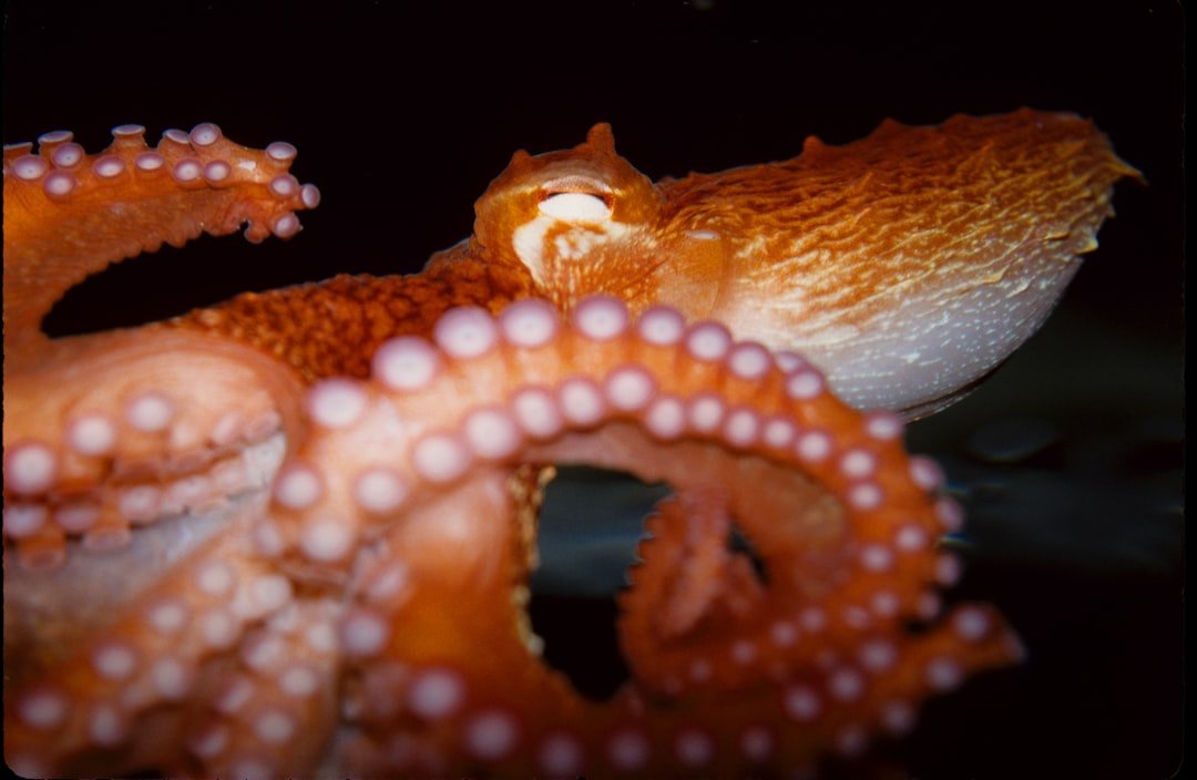 Scorpio: The Mysterious Octopus (image credits: unsplash)