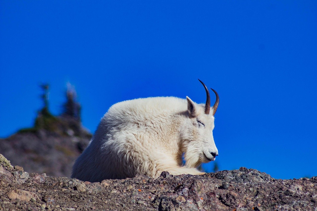 Capricorn: The Determined Mountain Goat (image credits: pixabay)