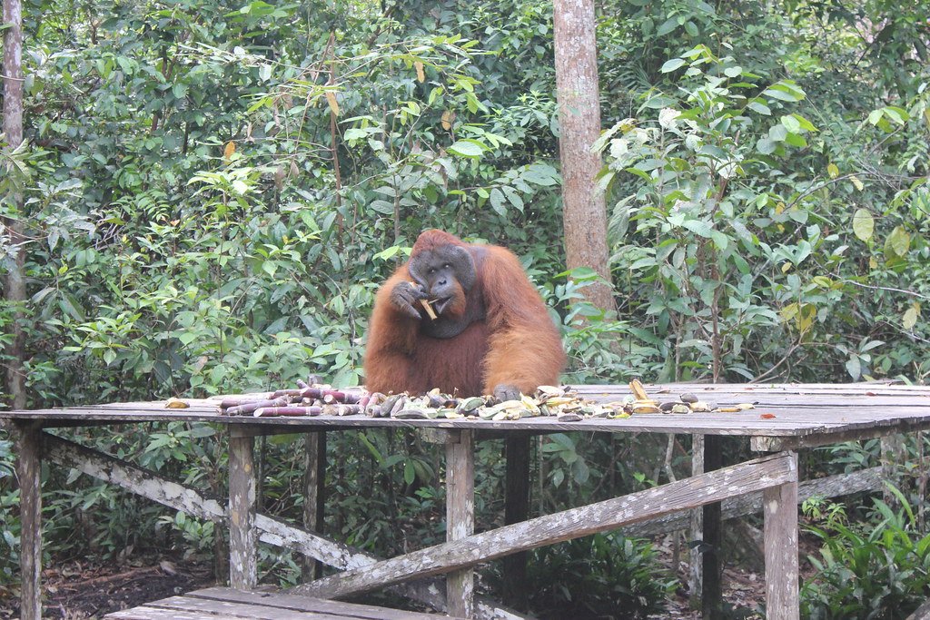 Aquarius: The Intelligent Orangutan (image credits: flickr)