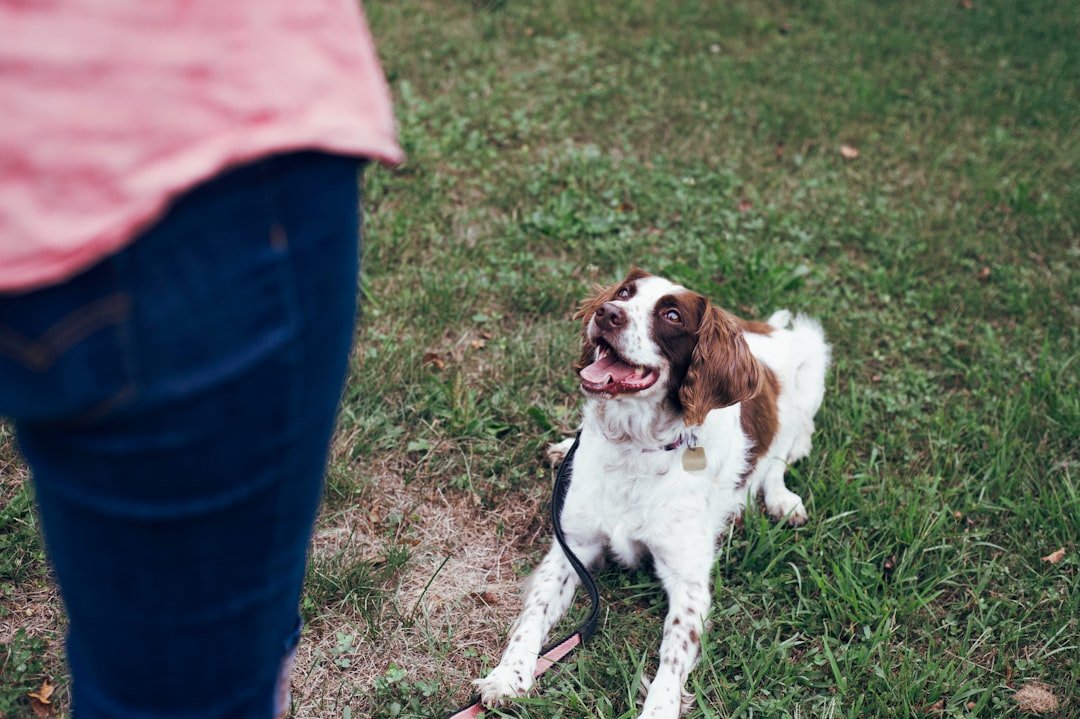 The Sound of Us: Canine Brains Parse Words and Tone (image credits: unsplash)