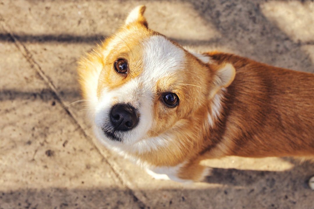 The Oxytocin Loop: Biology That Bonds and Focuses (image credits: unsplash)