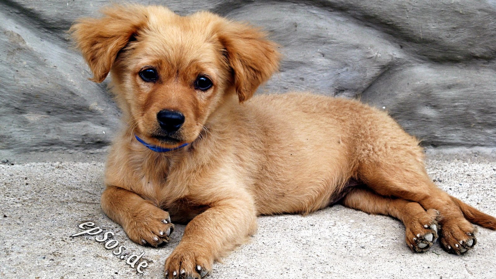 Face Value: Dogs Read Expressions - Right Down to the Eyebrows (image credits: wikimedia)