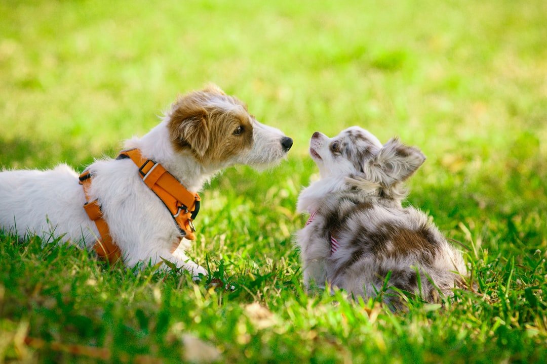 The Puppy Window: A Critical Period That Tunes Dogs to People (image credits: unsplash)