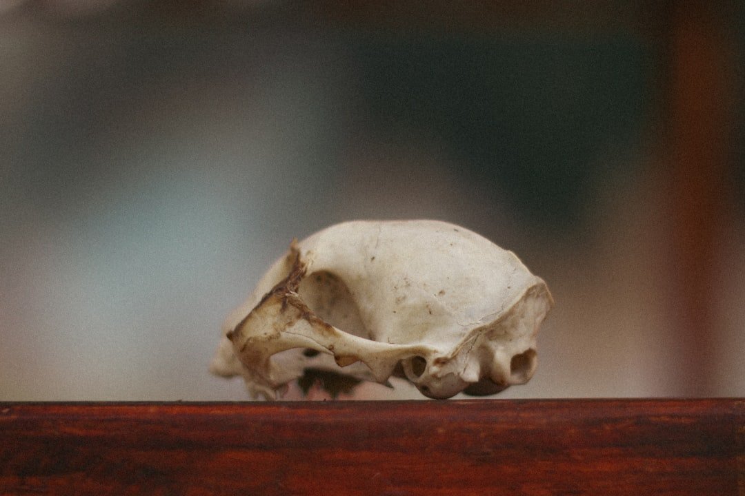The Longevity Puzzle: Repair, Resilience, and Time (image credits: unsplash)