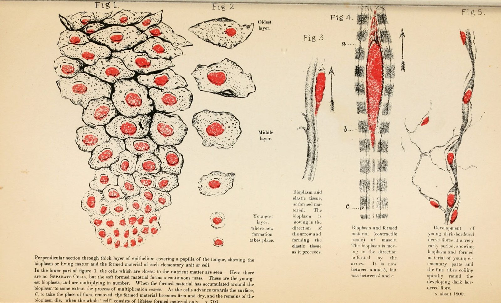 From Myth to Measurable (image credits: wikimedia)