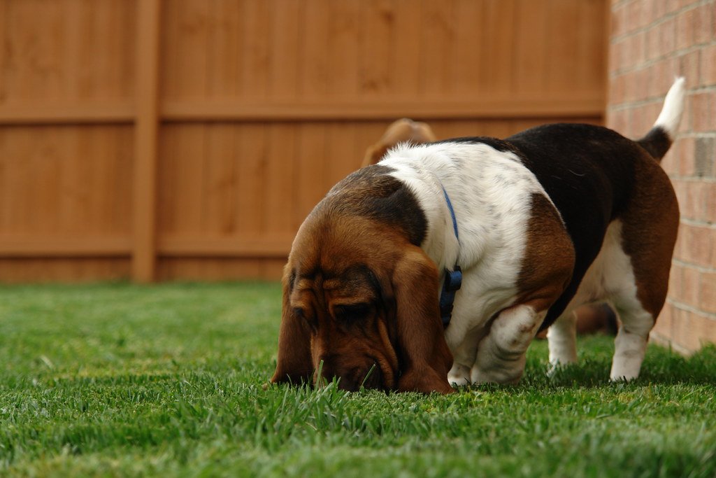The Bloodhound's Legendary Nose Power (image credits: flickr)