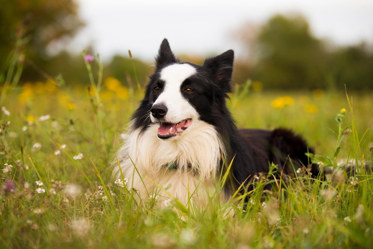 Border Collies: The Heat-Sensing Hunters (image credits: pixabay)