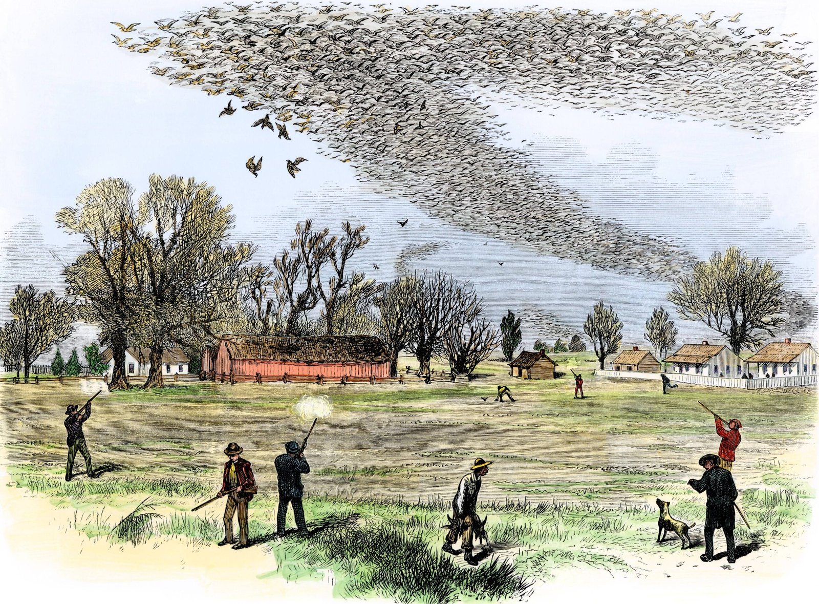 Passenger Pigeon: The Sky‑Darkening Forester (image credits: wikimedia)