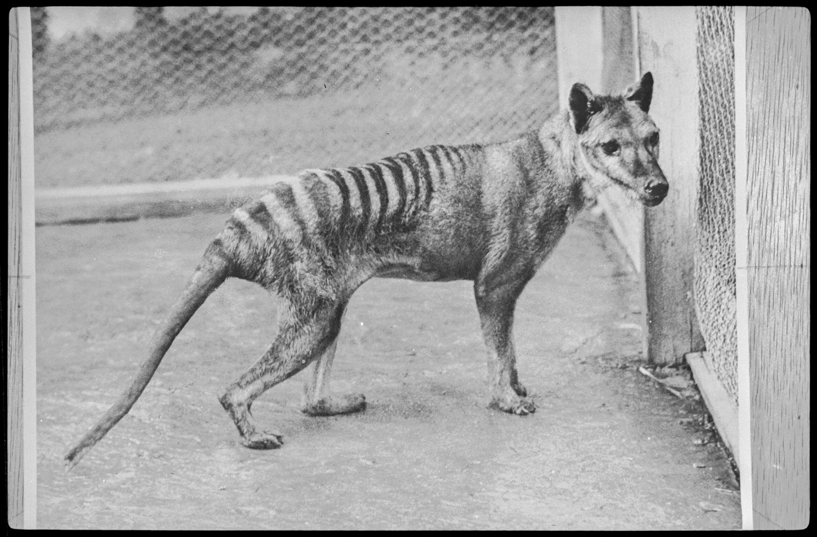 Thylacine (Tasmanian Tiger): The Silent Marsupial Predator (image credits: wikimedia)