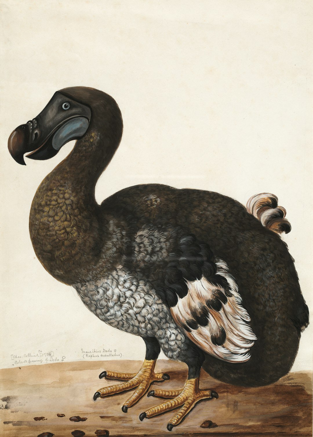 Dodo: The Island Gardener of Mauritius (image credits: unsplash)