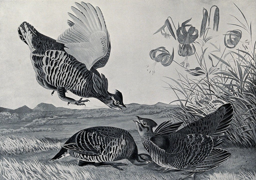 Heath Hen: The Prairie Drumbeat Lost to Silence (image credits: rawpixel)