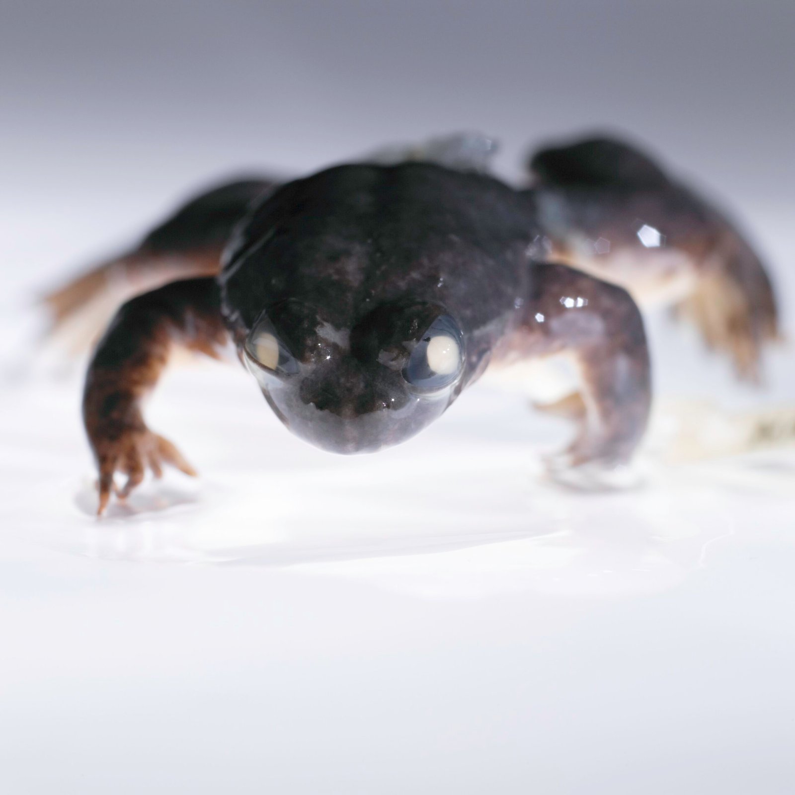 Gastric‑Brooding Frog: The Amphibian That Rewrote Motherhood (image credits: wikimedia)
