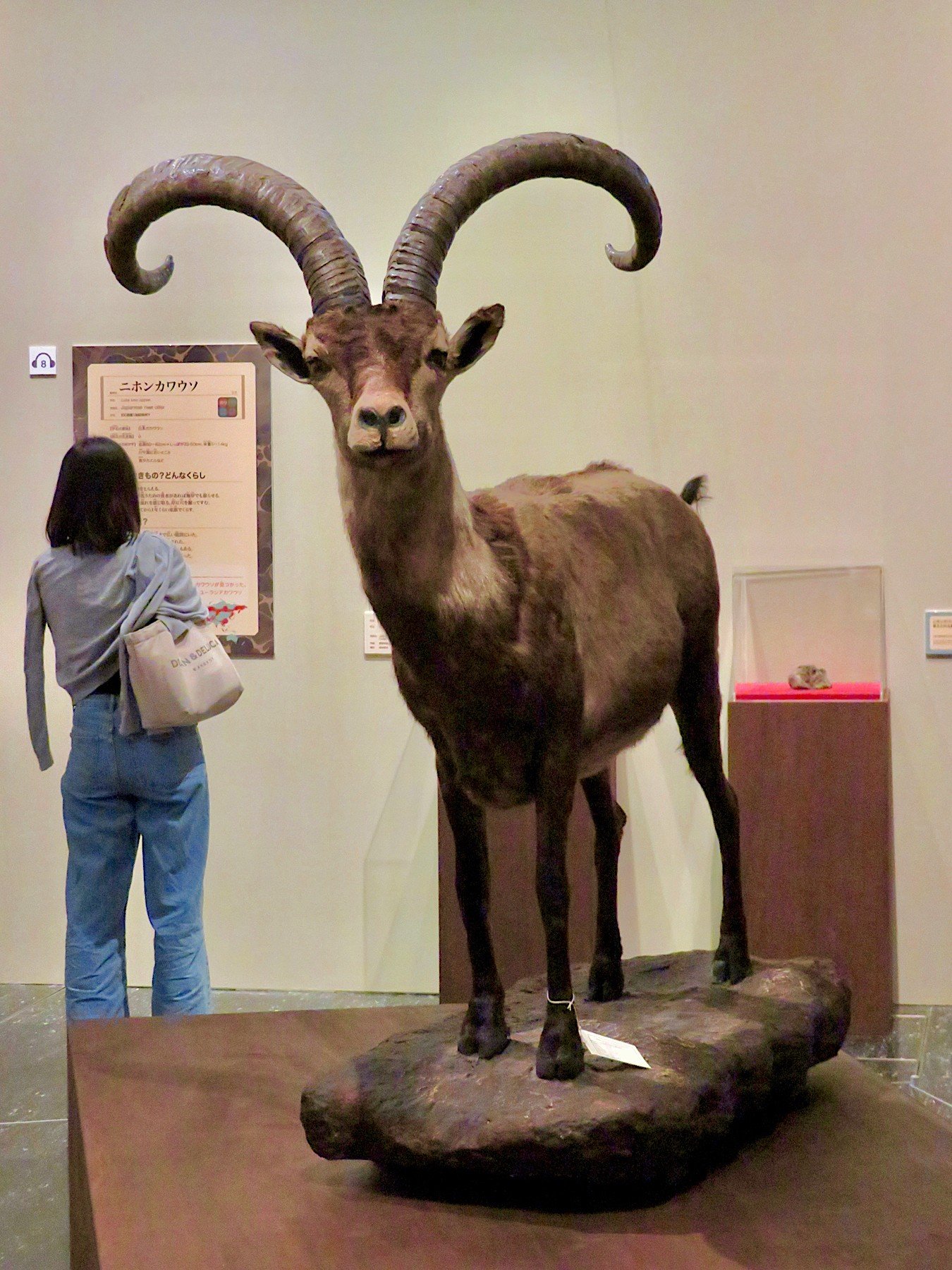 Pyrenean Ibex (Bucardo): A Brief Return That Changed Everything (image credits: wikimedia)