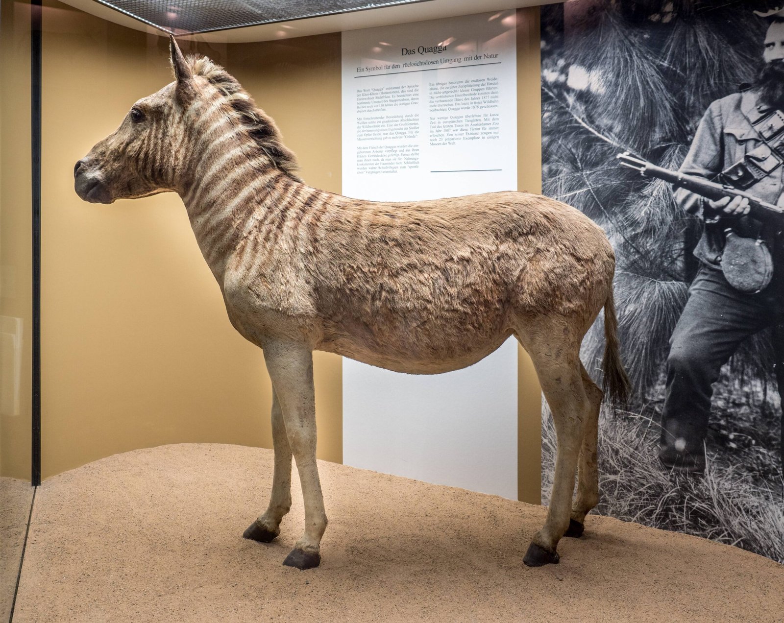 Quagga: The Ghost Stripe of the Karoo (image credits: wikimedia)