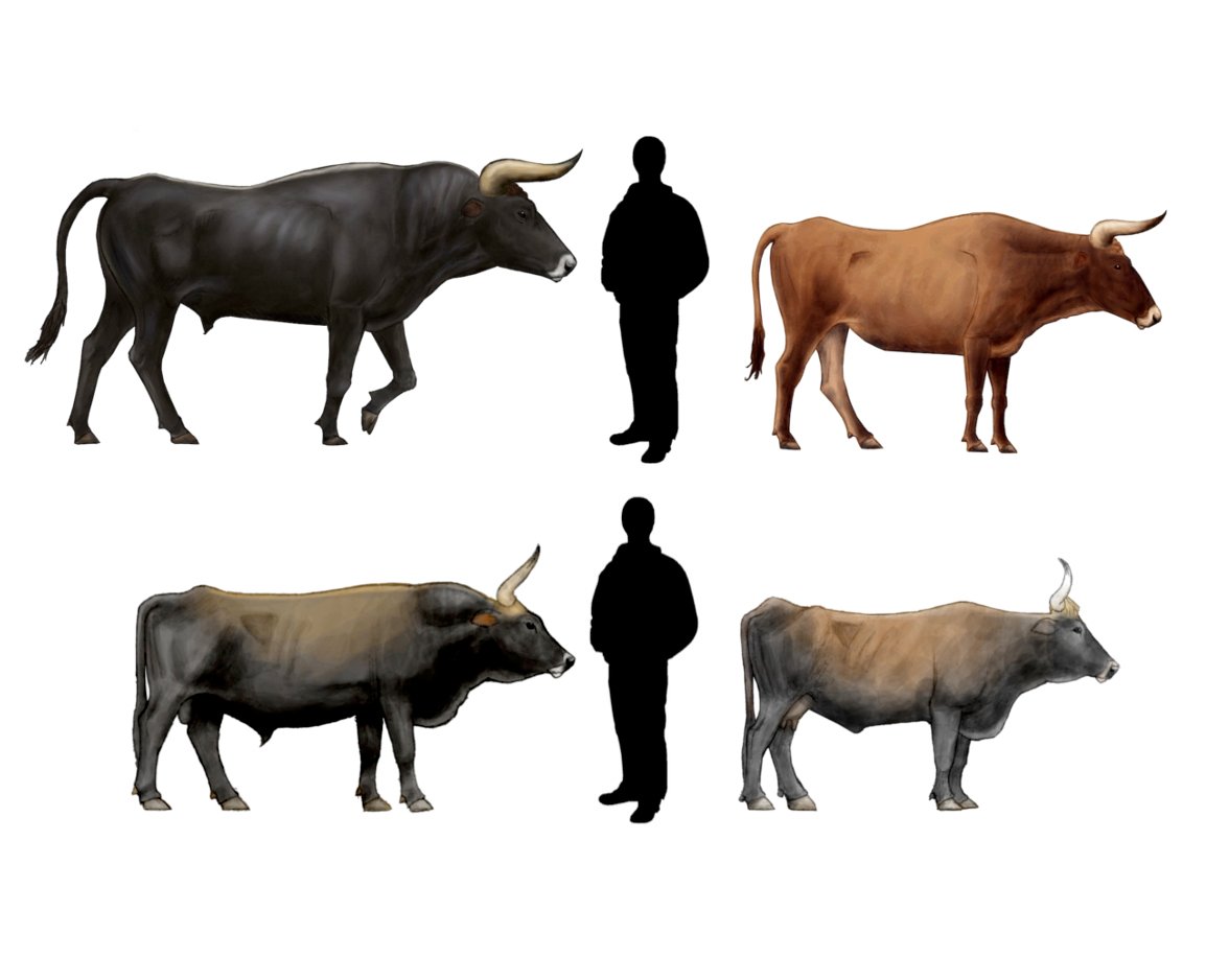 Aurochs: Europe’s Wild Cattle, Reimagined (image credits: wikimedia)