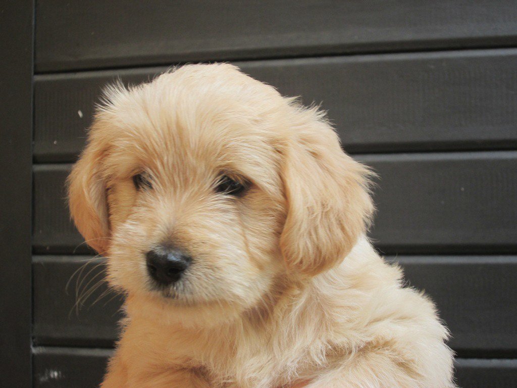 Color Actually Matters More to Them Than We Thought (image credits: flickr)