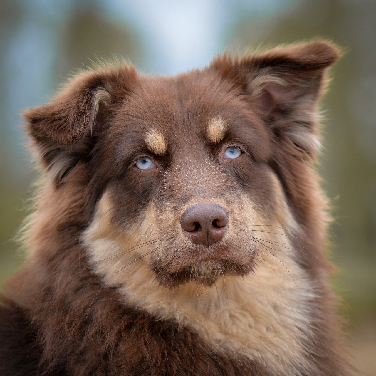 9 Wild Discoveries About How Dogs See, Smell, and Feel the World