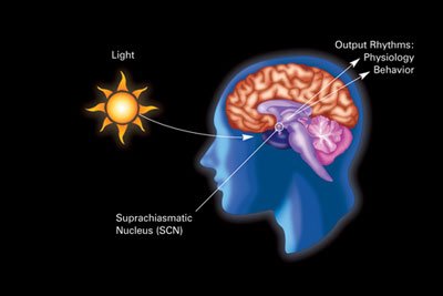 The Molecular Machinery Behind Minimal Sleep (image credits: wikimedia)