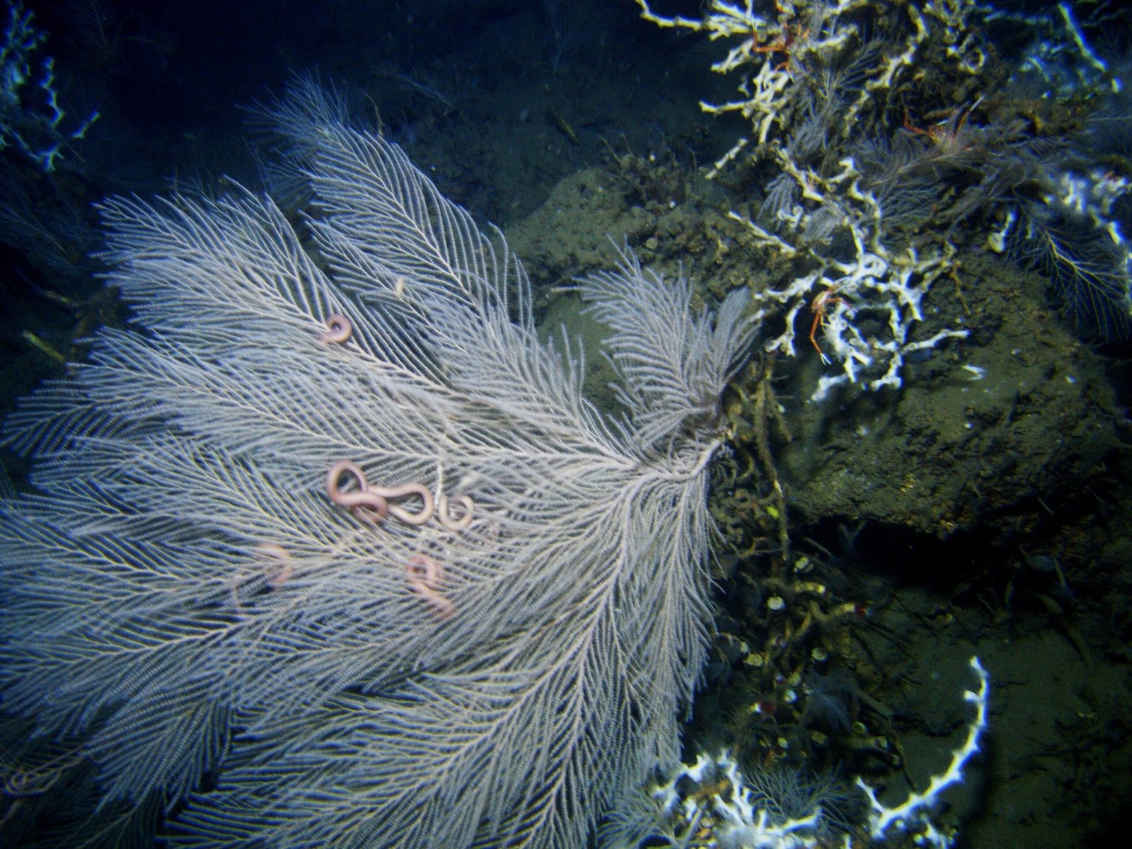 Reefs at the Edge - From Banks to Rigs (image credits: wikimedia)