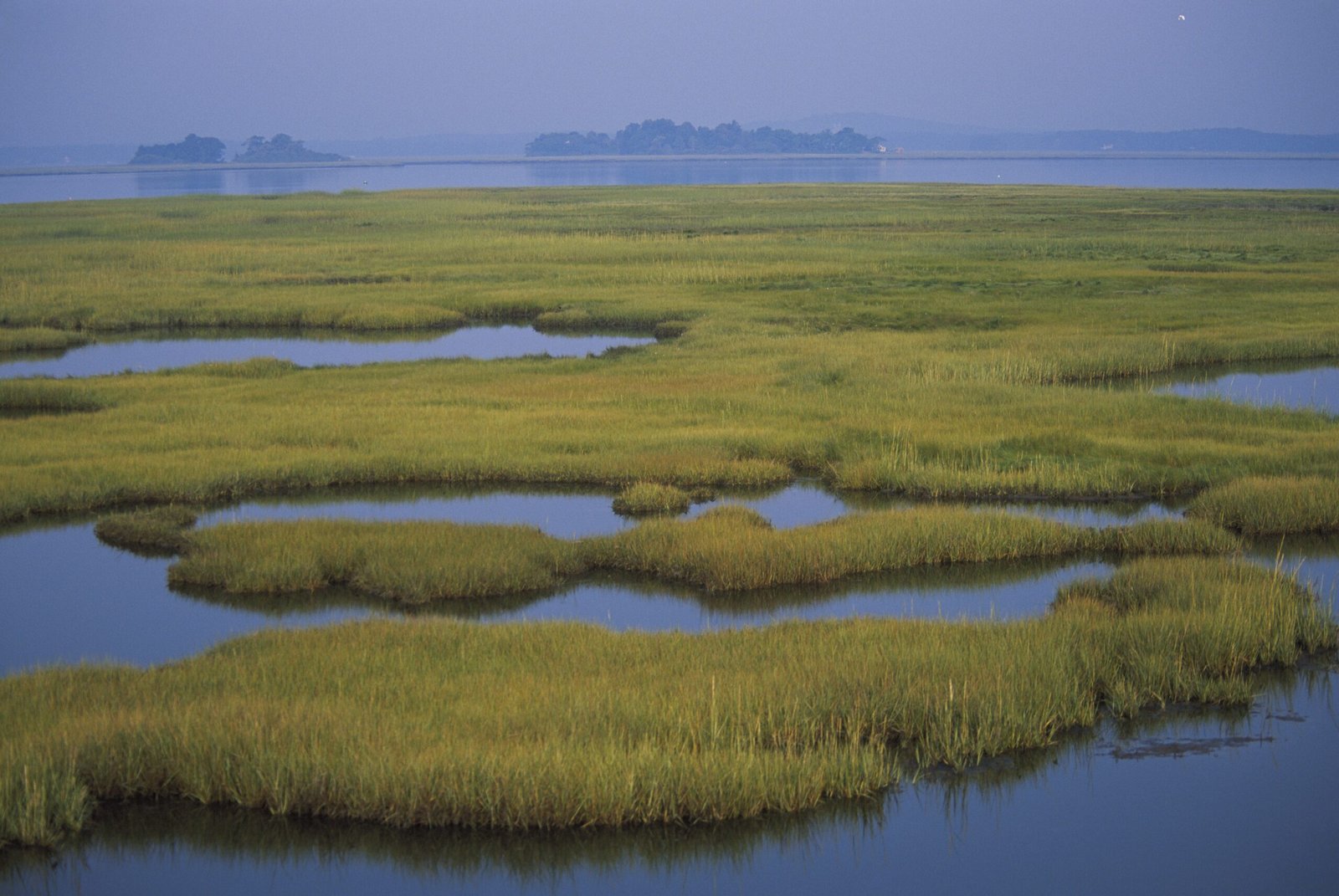 Estuary Nurseries and Coastal Shields (image credits: wikimedia)