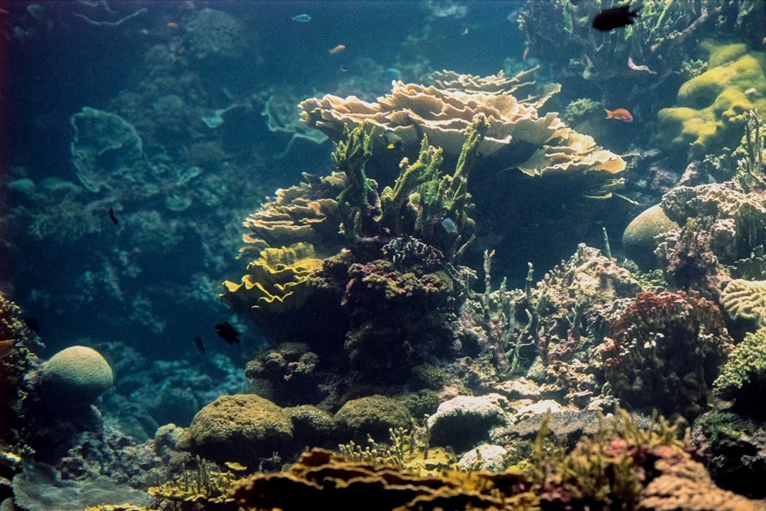Deep Secrets: Cold Seeps and Corals (image credits: unsplash)