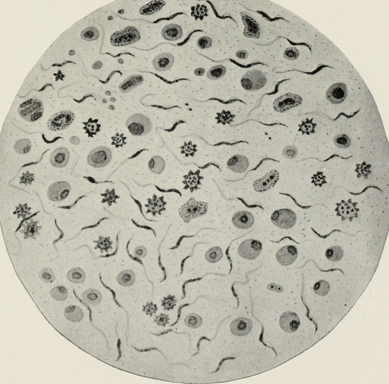 Creatures That Woke Up (image credits: wikimedia)