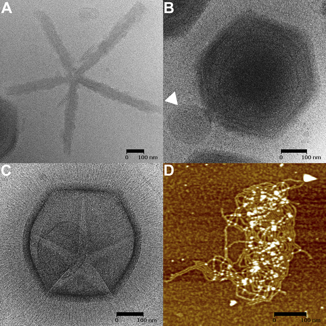 Giants at the Micro Scale (image credits: wikimedia)