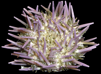 The Purple Urchin Problem (image credits: wikimedia)