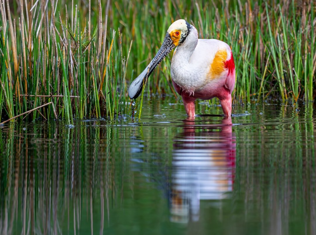 The Lab in the Marsh: How Water Shapes Pink (image credits: unsplash)