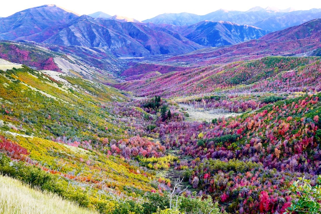 From Snowmelt to Nectar: The Mountain Clock (image credits: unsplash)