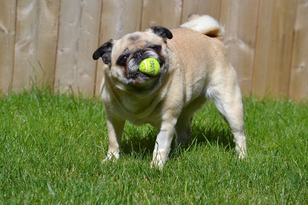 Metabolic Rates That Rewrite the Rules of Time (image credits: flickr)