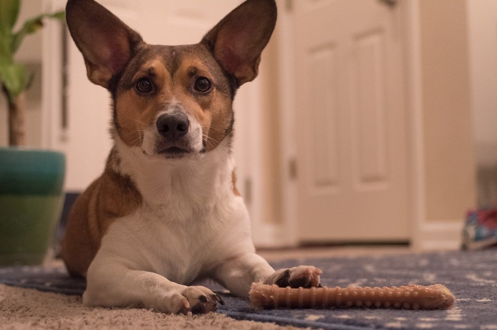 Routine as the Foundation of Canine Time (image credits: flickr)