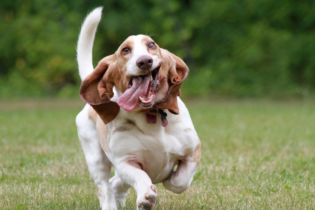 The Mirror of Evolution: How Dogs Became Emotion Detectives (image credits: flickr)