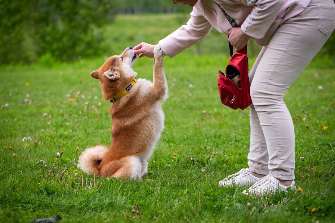 Beyond the Wagging Tail: The Complex Science of Canine Communication (image credits: unsplash)