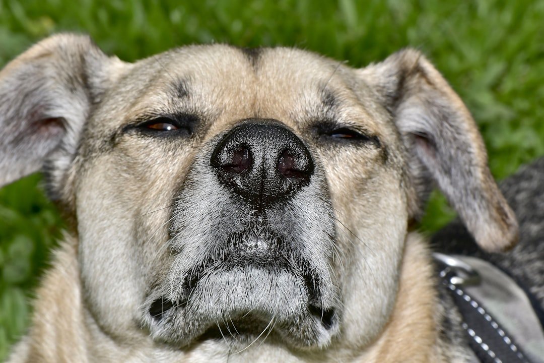 The Smell of Fear: Dogs' Secret Superpower (image credits: unsplash)