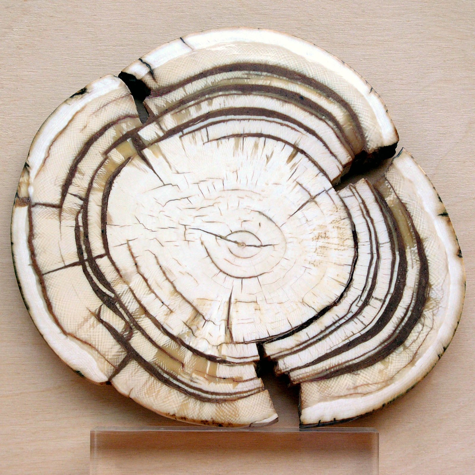 Reading Bones Like Weather Reports (image credits: wikimedia)