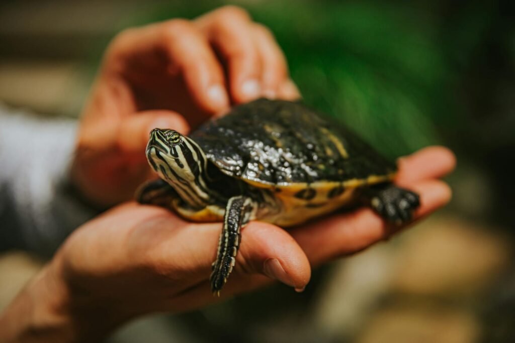 A turtle is carefully held in hands, emphasizing care and nature.