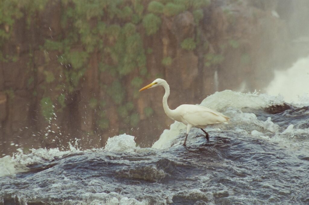 A heron delicately balances on the edge of a flowing waterfall, capturing a moment of serene wildlife beauty.