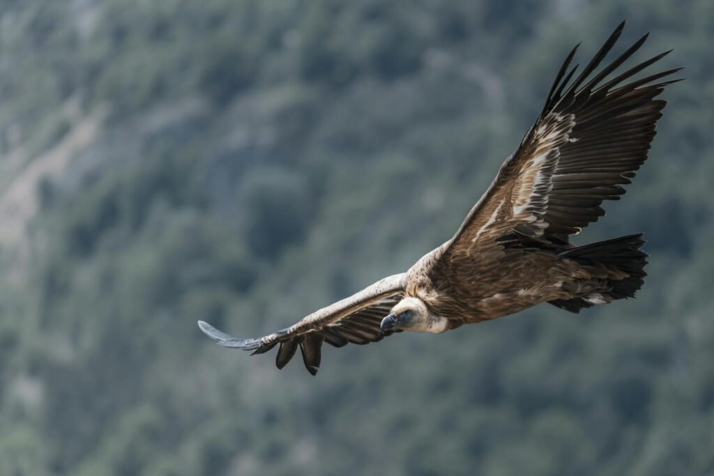 Vulture captured in flight over the scenic Verdon region, showcasing wildlife in its natural environment.