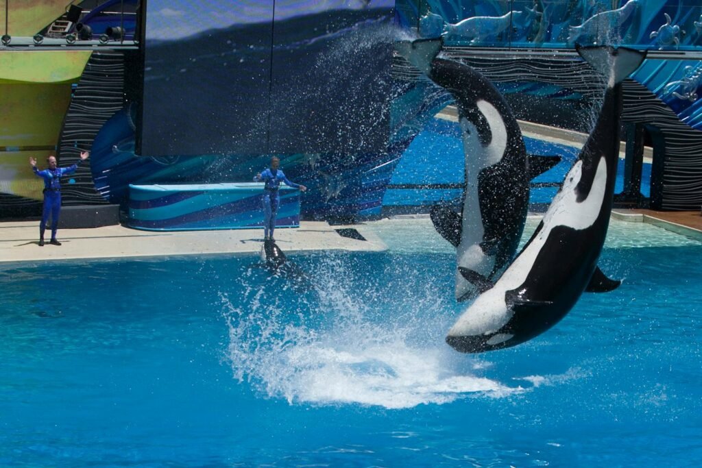 Orcas performing mid-air jumps during a daytime show at a San Diego aquarium.