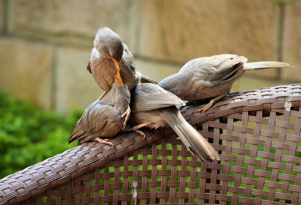 Captivating close-up of three mousebirds interacting on an outdoor wicker railing.