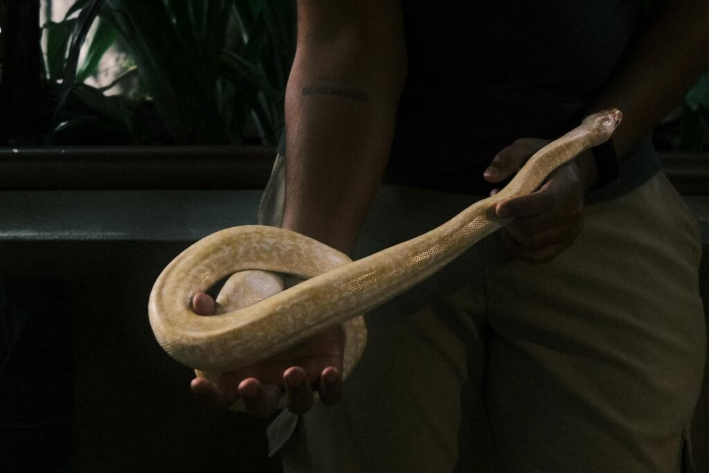 A man holds a snake carefully, showcasing the reptile's unique texture and coloration.