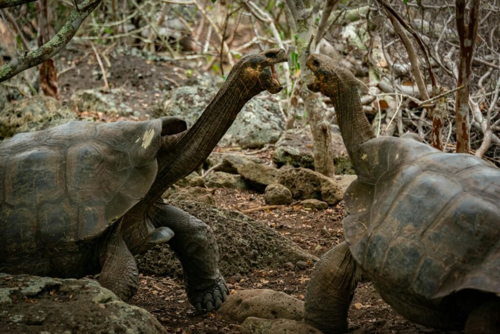Galápagos tortoises exhibiting dominance behavior in San Cristóbal, Ecuador.