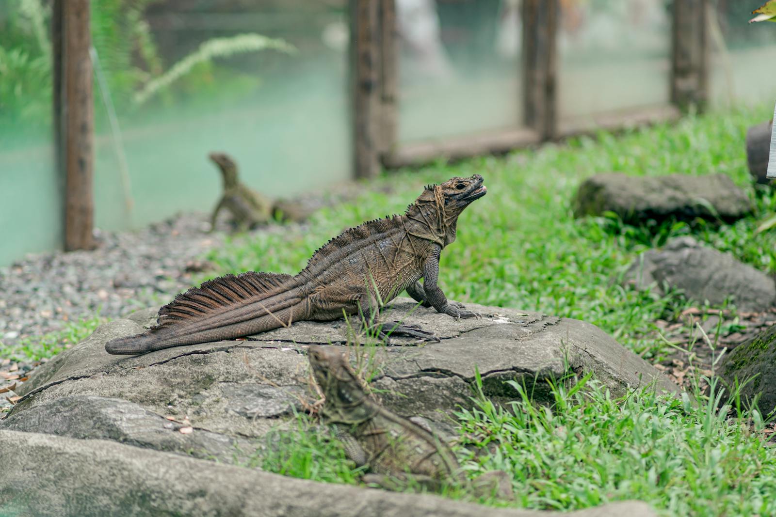 The Best Enclosure Decorations for Geckos and Arboreal Reptiles