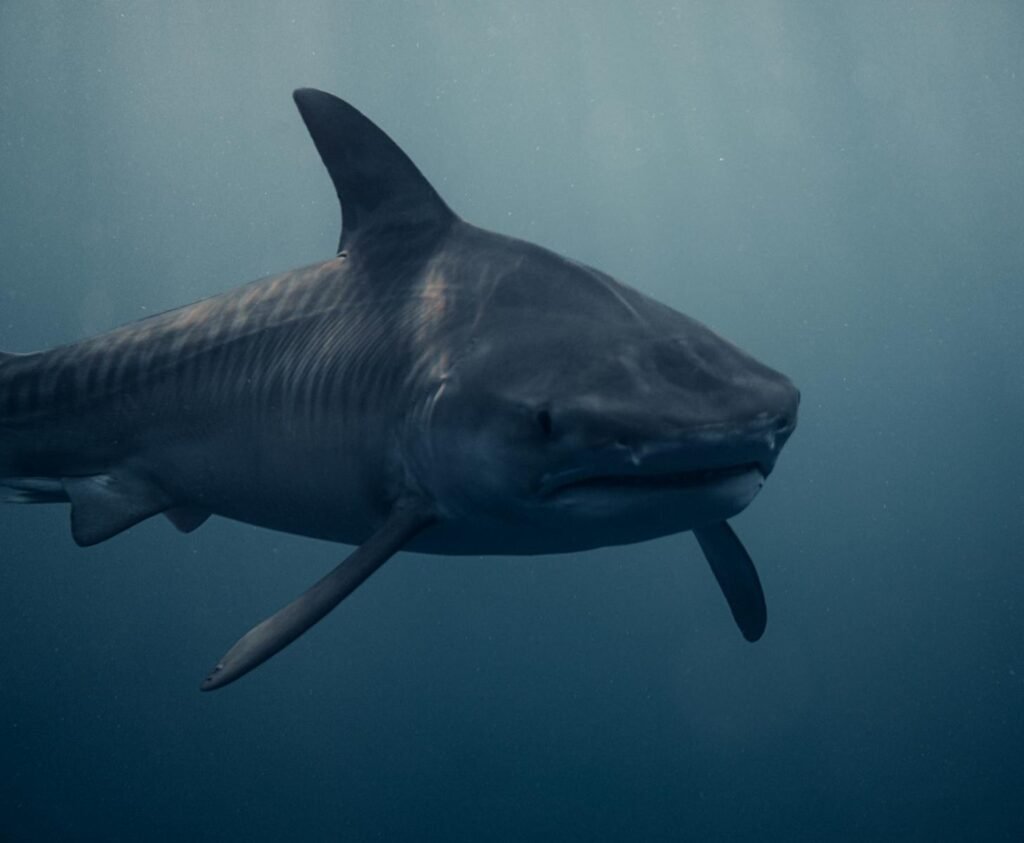 A stunning close-up of a tiger shark swimming underwater in Haleiwa, Hawaii.