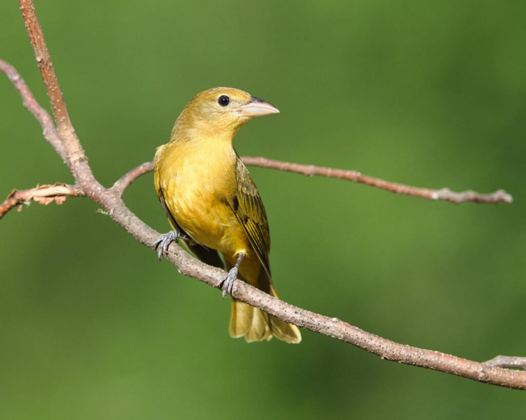 Close-up of a female Summer Tanager perched on a branch in Dover, TN.